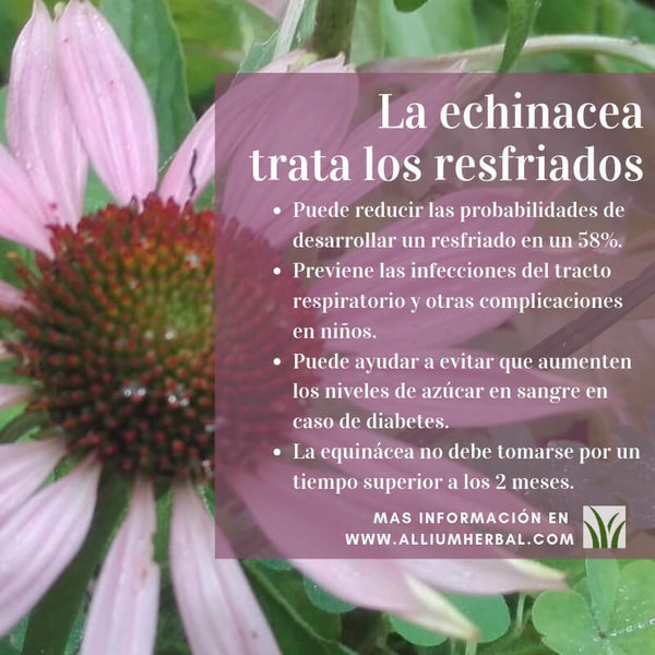 Echinacea + Vitamina C complex 50 cápsulas de Sura Vitasan