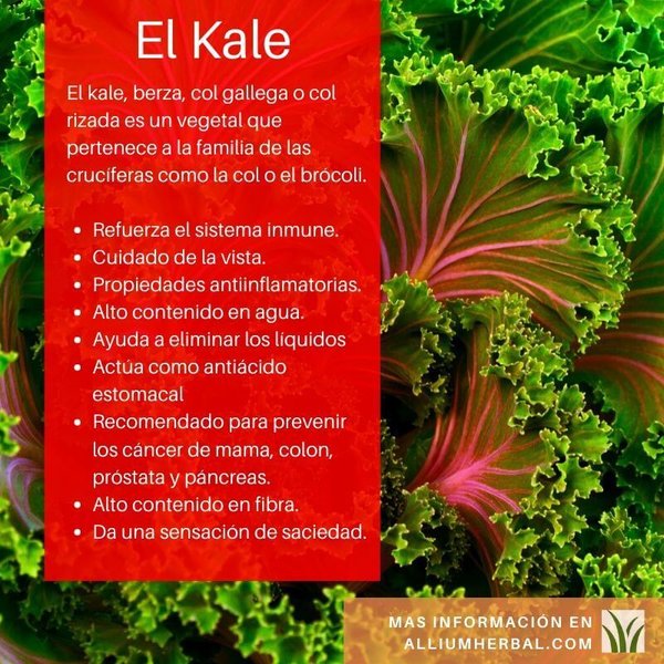 Kale Bio (superalimentos) 200 gramos de El Granero Integral