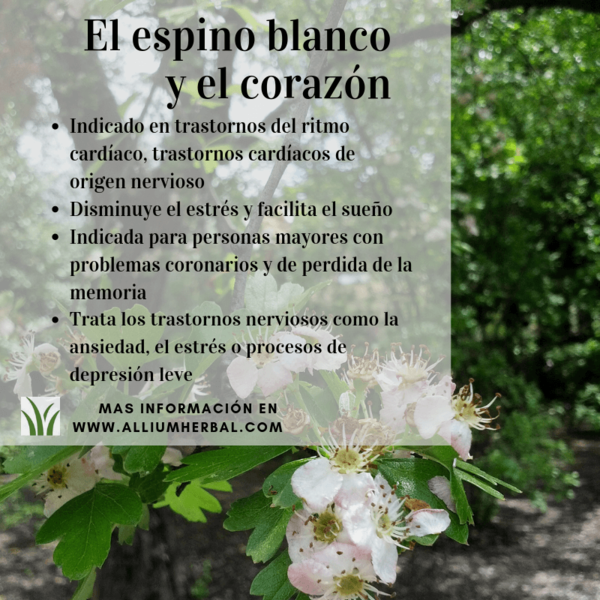 Espino Blanco Infusion 20 sobres de Soria Natural
