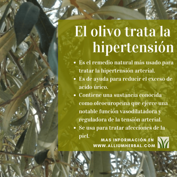 Olivo Infusion 20 envelopes of Soria Natural