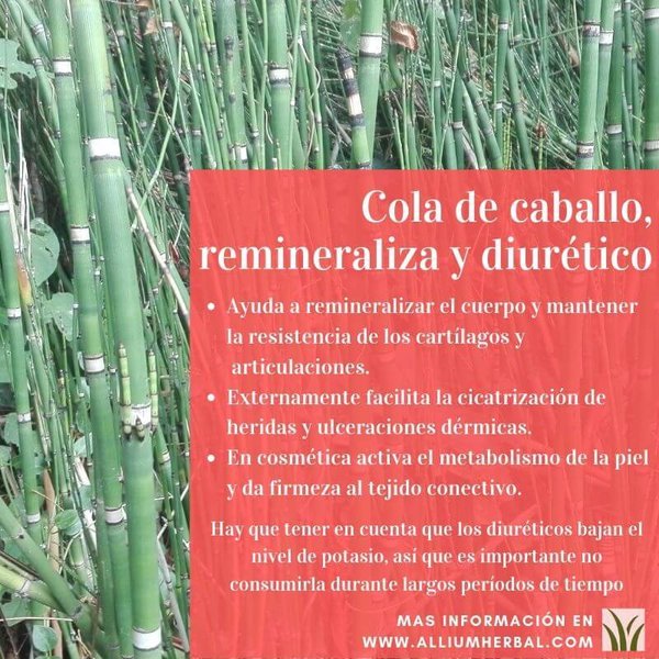 Bambú plus (silicio organico) 30 cápsulas de Integralia