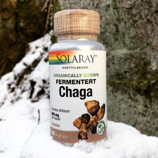 Hongo Chaga fermentado 500 mg 60 cápsulas vegetales de Solaray